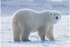 Nhiều điều thú vị về gấu Bắc Cực mà ít ai biết