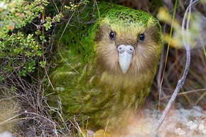 Kakapo: Loài vẹt ngốc nghếch không biết bay