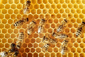 Làm thế nào để tổ ong có hình lục giác đều đến thế?