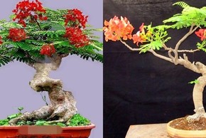 Mê mẩn những chậu phượng vĩ bonsai độc nhất vô nhị