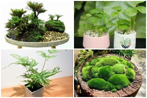 Ngắm bonsai độc nhất vô nhị lên đời từ cỏ dại