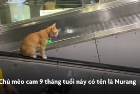 Chú mèo cam thành 'thần tượng' tại sân bay Thái Lan