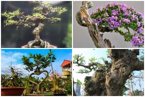 Top 10 bonsai dáng quái có 1-0-2 khiến đại gia mê mẩn 