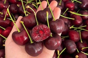 Thực hư cherry giá rẻ “bao giòn ngọt”