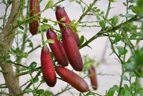 Tận mục giống chanh lạ 3 triệu đồng/kg gây sốt thị trường