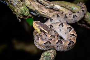 Thót tim loài rắn cực độc, nằm im lìm chờ cắn người ở Việt Nam 