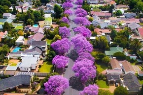 Lịm tim trước con đường ngập hoa phượng tím ở Nam Phi