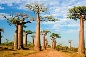 Loài cây khổng lồ ở châu Phi có tuổi thọ sánh ngang trời đất