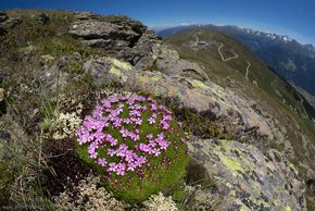 Loài cây kỳ lạ sống 300 năm ở Bắc Cực vẫn nở hoa rực rỡ 