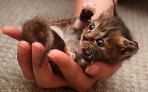 Mê mẩn loài mèo nhỏ nhất hành tinh, nằm gọn lỏn trong tay người 