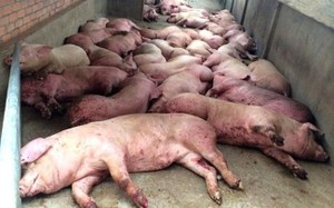 Hải Dương: Đang điều tra nghi vấn kê khống lợn dịch trục lợi