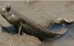 Cá thòi lòi phải ngoi lên sống trên bờ, điều gì đã xảy ra? 