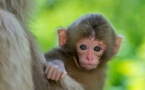 3 tuần tới, 3 con giáp đạp trúng mỏ kim cương, giàu bung nóc