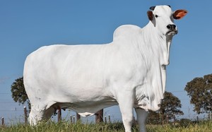 Con bò đắt nhất thế giới có gì mà giá hơn 100 tỷ? 