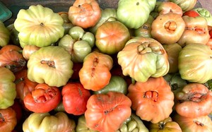 Quả dại xưa rụng đầy gốc nay dân phố “tranh nhau” mua 