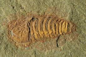 Sinh vật bị "phong ấn" 478 triệu năm- thủy tổ loài chân đốt