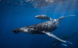 Cá voi có thể lặn tới độ sâu 2000m
