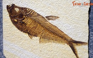 Tận mục bộ sưu tập cá hóa thạch độc nhất Việt Nam