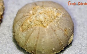 Chiêm ngưỡng những “bánh quy” trăm triệu tuổi xuất hiện ở Hà Nội