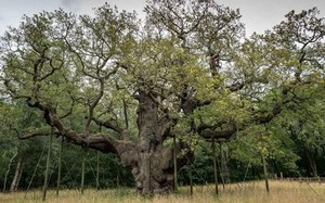 Bất ngờ bí mật cây sồi già nghìn tuổi gắn liền với Robin Hood