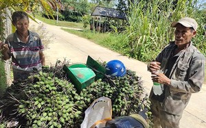 Bình Định: Cau tươi tăng giá, thương lái vô vườn săn lùng