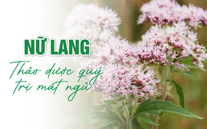 Nữ lang: Thảo dược quý trị mất ngủ