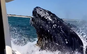 Video hành khách bất ngờ gặp cá voi lưng gù chạm thuyền