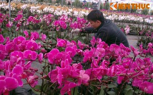 Hình ảnh chợ hoa Xuân 2015 rực rỡ ở Hà Nội