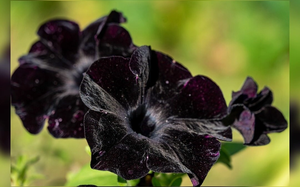 Khó tìm thấy loài hoa màu đen trên Trái đất, lý do cực bất ngờ