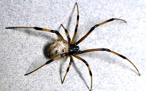 Những loài nhện cực độc, nhìn thấy phải tránh càng xa càng tốt