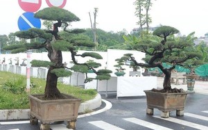 Ngắm vua phi lao bonsai miền Bắc giá 1,5 tỷ