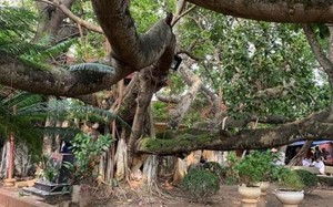 Ngỡ ngàng cây đa cổ thụ 13 gốc lớn nhất Việt Nam