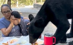 Gấu đen lao vào tiệc sinh nhật, bà mẹ nhanh trí cứu con
