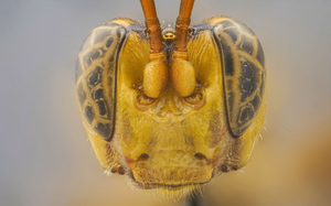 Rùng rợn loài côn trùng có vẻ ngoài trông giống 'người ngoài hành tinh'