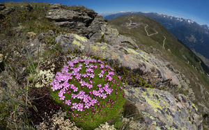 Loài cây kỳ lạ sống 300 năm ở Bắc Cực vẫn nở hoa rực rỡ 