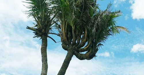 Kỳ lạ cây dừa 14 ngọn ở Đất Mũi được trả giá 300 triệu đồng
