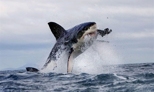 Cá mập trắng biến mất, lộ sát thủ khổng lồ siêu đáng sợ