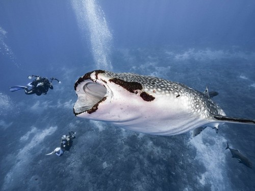 Run sợ thợ lặn “sắp” bị cá mập voi nuốt chửng