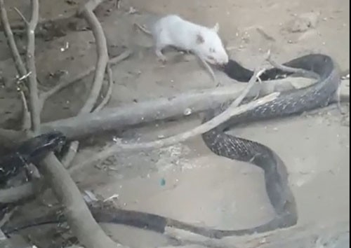 Chuột bạch tung đòn khiến rắn hổ mang chết thảm
