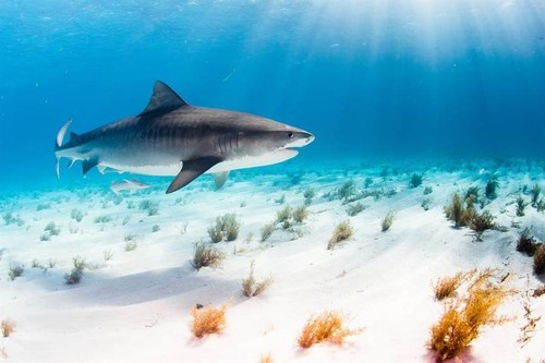 Siêu âm cá mập mang thai, các nhà nghiên cứu choáng váng...