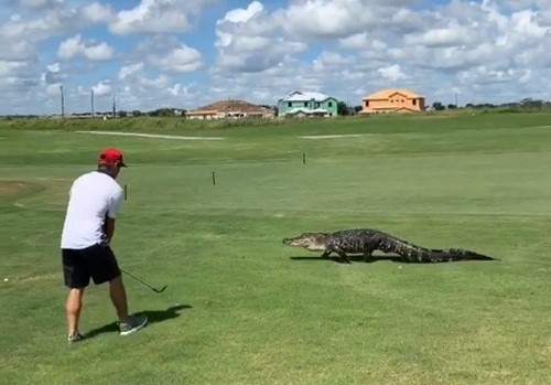 Cá sấu đi ngang thách thức, tay golf hành động lạ lùng
