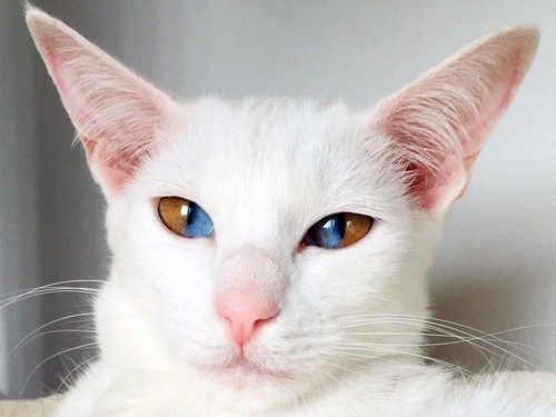 Dị biệt chú mèo có đôi mắt hút "linh hồn" người khác