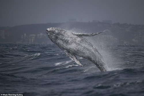 Cá voi phá sóng liên tục ngày mưa bão gây bàng hoàng