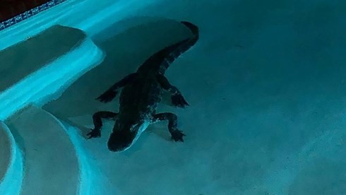 Tỉnh dậy nửa đêm, kinh hoàng phát hiện cá sấu trong bể bơi