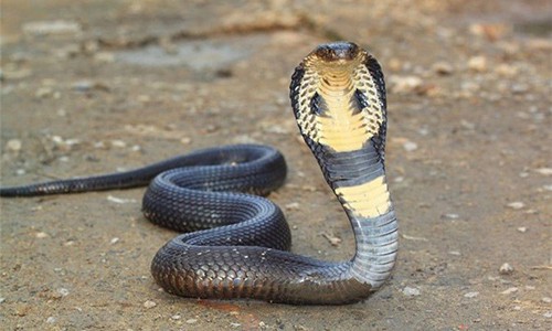 Tiết lộ "sốc" những loài rắn độc ở Việt Nam