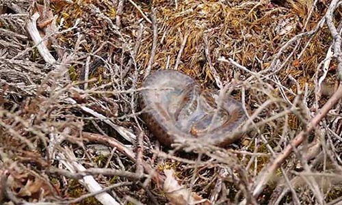 Sửng sốt loài rắn độc duy nhất tại Anh “cất tiếng khóc chào đời“