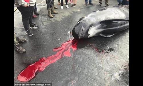 Cá voi mẹ mang thai bị xẻ thịt: Điều kinh khủng hơn