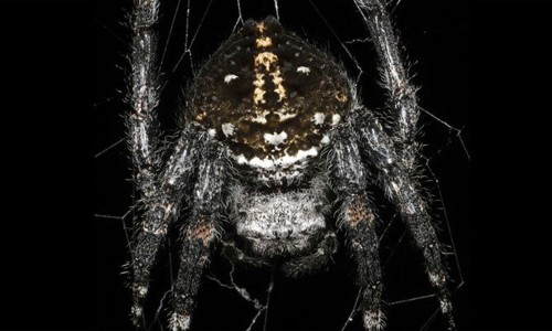 Tiết lộ bí mật của loài nhện tạo ra sợi tơ bền nhất thế giới