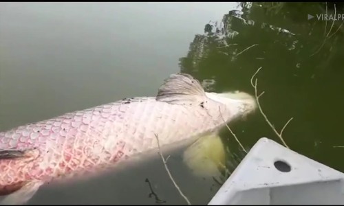Kinh hãi phát hiện xác loài cá lớn nhất thế giới nổi trên hồ