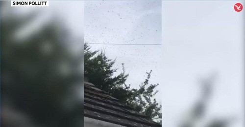 Sửng sốt cảnh 50.000 con ong bao vây một ngôi nhà
